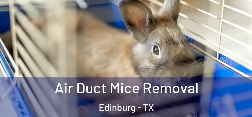  Air Duct Mice Removal Edinburg - TX